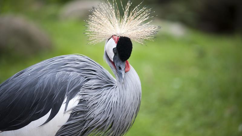 zoologisk have